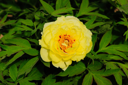 Peony in full bloom in the city parkの写真素材