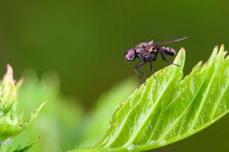 Eggs and larvae inhabit wild plantsの写真素材