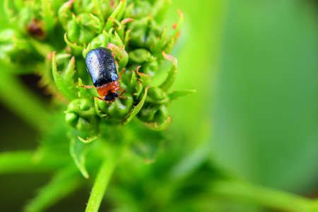 Eggs and larvae inhabit wild plantsの写真素材