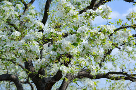 The pear trees on the hillside are full of white pear flowersの写真素材