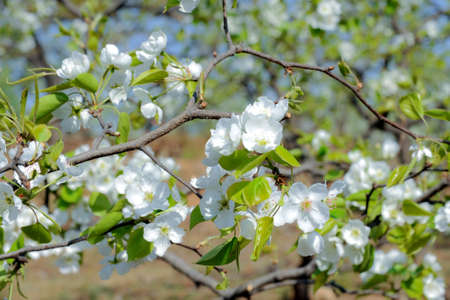 The pear trees on the hillside are full of white pear flowersの写真素材