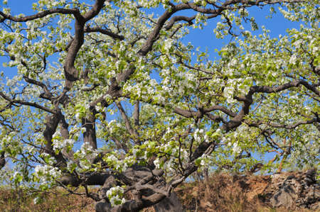 The pear trees on the hillside are full of white pear flowersの写真素材
