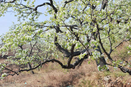 The pear trees on the hillside are full of white pear flowers