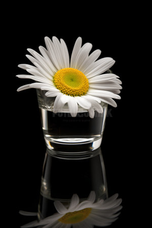 Glass of vodka with chamomile flower on a black backgroundの素材