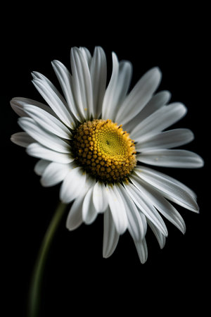 Beautiful white daisy flower on a black background. Macro.の素材