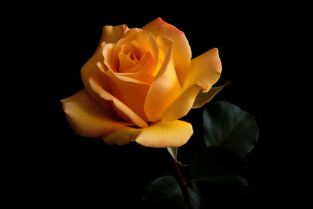 Beautiful yellow rose isolated on a black background. Close-up.の素材