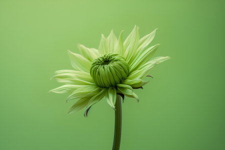 Green dahlia flower isolated on green background. Close up.の素材