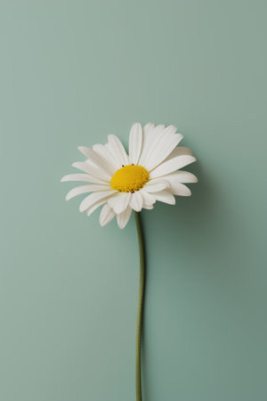 White daisy flower on green background. Flat lay, top viewの素材