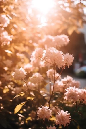 Pink chrysanthemum flowers in the sunlight. Nature backgroundの素材