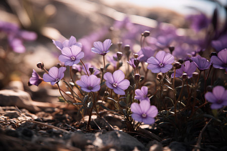 Purple crocus flowers in the spring forest. Shallow depth of fieldの素材