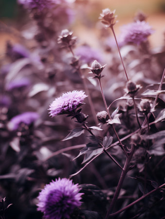 Purple flower in the garden - vintage filter and light leak effectの素材
