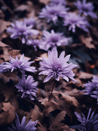Purple chrysanthemums in the autumn forest. Selective focus.の素材