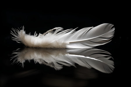 feather of a bird on a black background with reflection in waterの素材