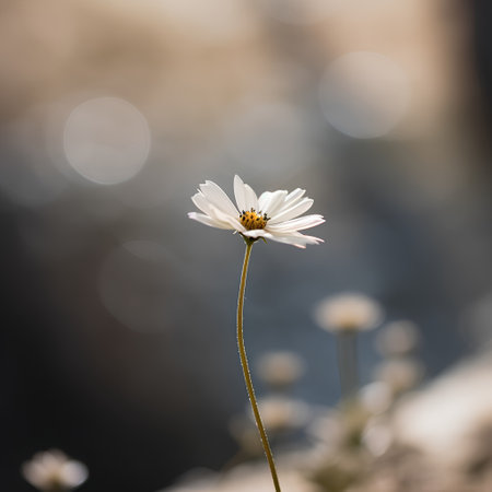White daisy flower on blurred background, shallow depth of field.の素材
