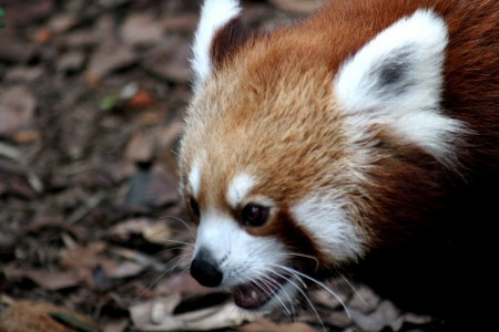 Red Pandaの写真素材