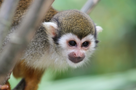 Squirrel Monkeyの写真素材