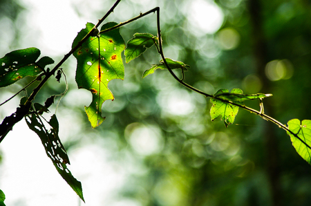 Green leavesの写真素材