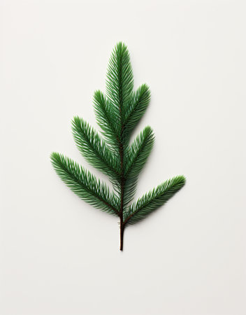 Creative layout made of fir tree branches on white background. Flat lay. Nature concept.の素材