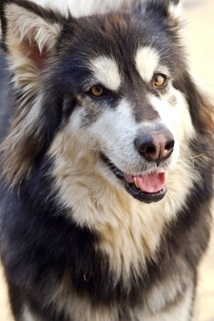 Alaskan Malamute looks directly into camera