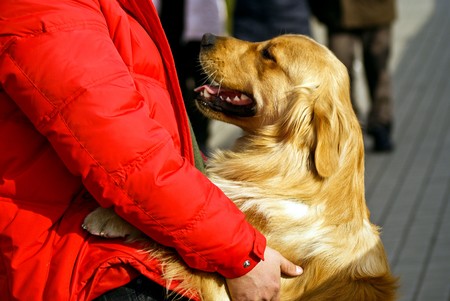 Golden retrieverの写真素材