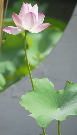 White water lily in the pondの写真素材