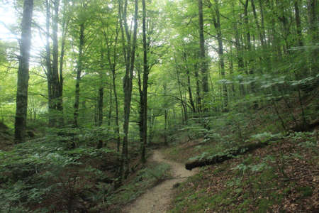 Irati forest (Navarra, Spain) / Bosque de navarraの写真素材