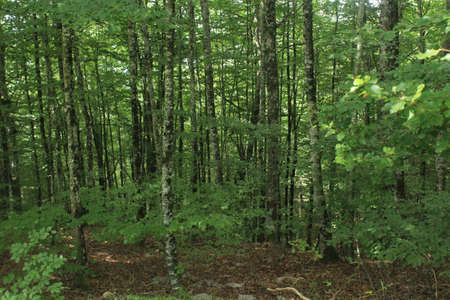 Forest in Irati (Navarra, Spain) / Forest in Iratiの写真素材