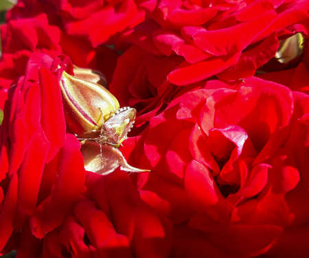 pumpkin bug in a rose / Pumpkin bug on a roseの写真素材