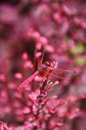 where is a dragonflyの写真素材