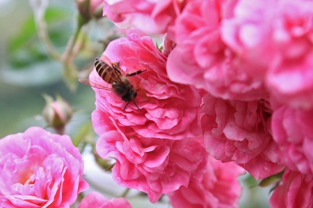 bee on the pink flowerの写真素材