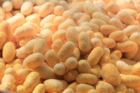 Closeup yellow cocoons details before process to silk. for backgroundの写真素材