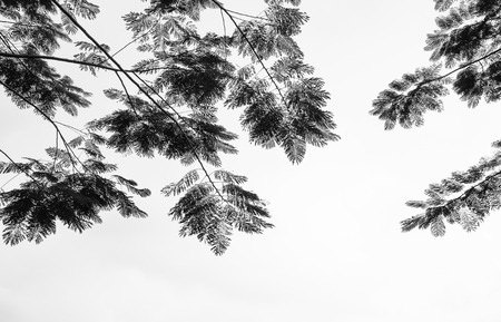 full leaf tree and black and whie tone for backgroundの写真素材