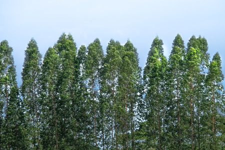 Black and white little bird holding a stick in its beak looking to sky  on a fence,For photographer shootingの写真素材