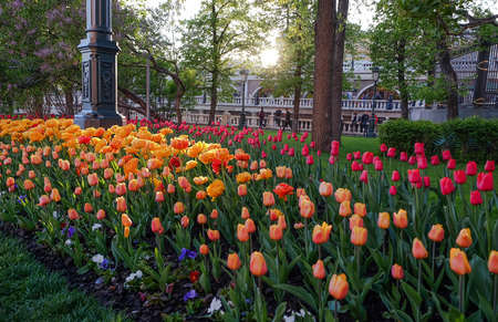Red square and around here is a big area ,It've Alexander garden .This here have a tulip flower for rest and relax when the weather is good.の写真素材