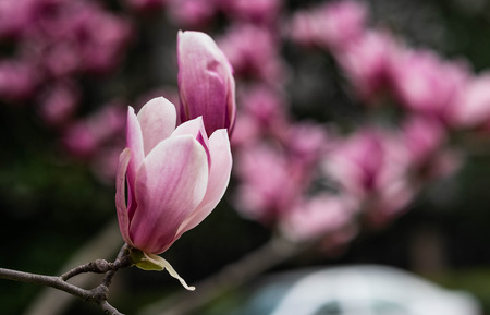 Pink magnolia flower on the spring time, Used for the background and decorate. Especially focus on this photo.  At the East lake park, Wuhan city, Hubei province, China.の写真素材
