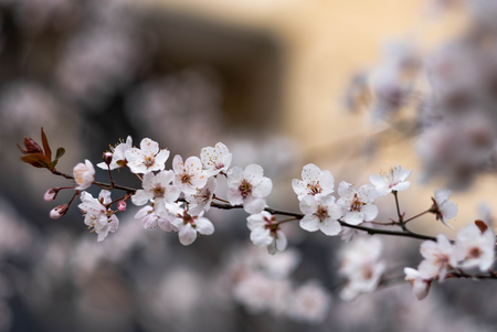 The Cherry Blossom tree at the Wuhan city, Hubei China. This picture is especially focus. Focus on the flower. Cherry Blossom with the blurred background.の写真素材