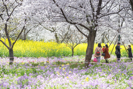 WUHAN-HUBEI/CHINA, MAR 28-2019: Wuhan East Lake Sakura Garden. Unspecific women walking at the cherry blossom park  the part of east lake. Its one of the destination for travel.のeditorial素材