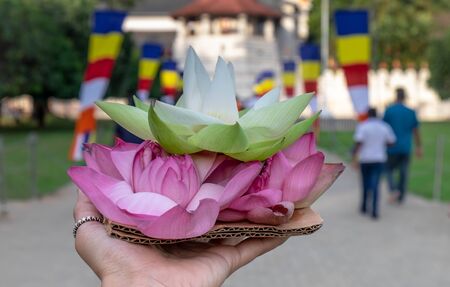 The lotus in unspecific woman hand for the respect for buddhist in Temple of the tooth in Kandy,...