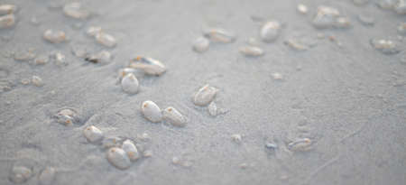 Many Salp on the beach, abundant natural from sea. Hua-Hin Thailand.