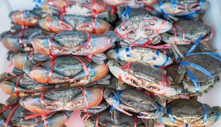 Closeup of large-sized fresh blue crab that tied up and put on the ice tray preparing for sale in the local seafood market in Thailand.の写真素材