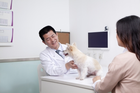 Woman with pet dog in veterinarian's officeの写真素材