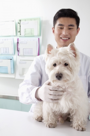 Veterinarian with dog in officeの写真素材