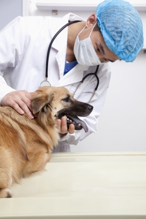 Veterinarian with dog in examination roomの写真素材