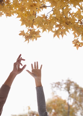 Young Couple Reaching for Gingko Leavesの写真素材