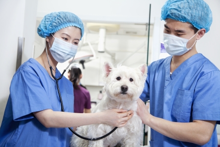 Veterinarians examining dogの写真素材