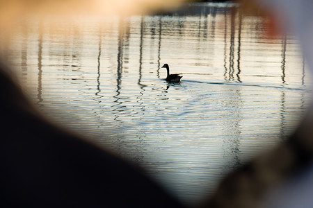 Goose on waterの写真素材