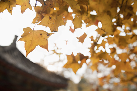 Autumn Leafs on a Tree, Close-upの写真素材