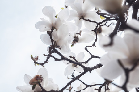 Close-up of white Magnolia tree blossoms. の写真素材