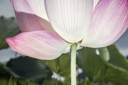 Close-up of pink lotus flower, China の写真素材