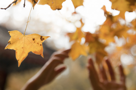Human hands reaching for a leaf in the autumnの写真素材